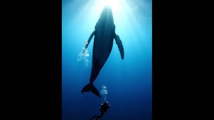 屄 - 深蓝星球：探索海洋深处的未知世界